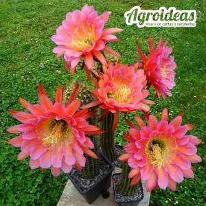 Trichocereus "Orange California"