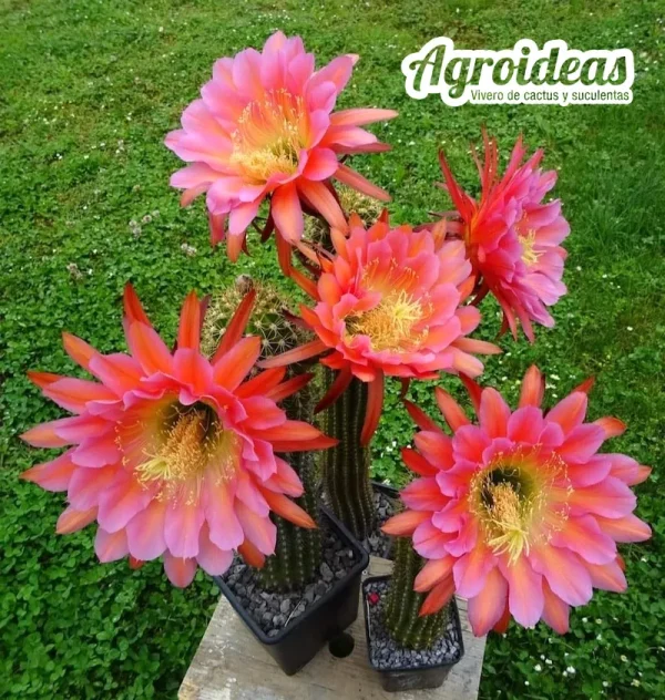 Trichocereus "Orange California"