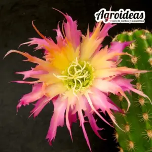 Trichocereus "Super Windigo"