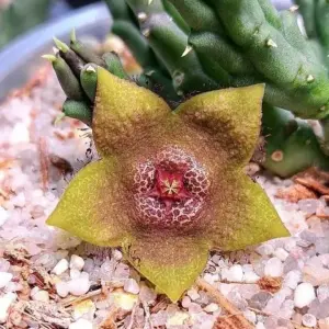 Tridentea peculiaris