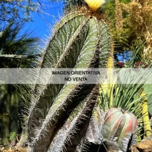 Astrophytum ornatum