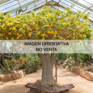 Uncarina grandidieri