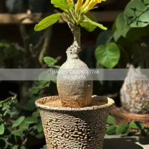 Uncarina roeoesliana