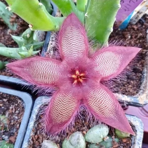 Stapelia villetae X hirsuta
