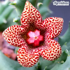 Huerniopsis decipiens