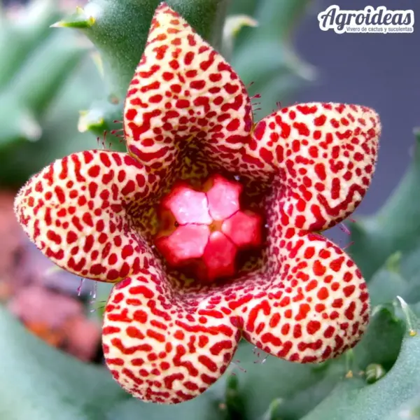 Huerniopsis decipiens