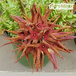 Orbea lutea ssp. vaga