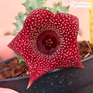Huernia piersii fr. carnarvon