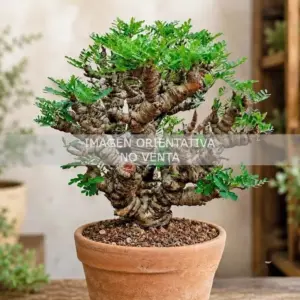 Senna meridionalis