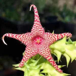 Huerorbea "Gecko's Tail"