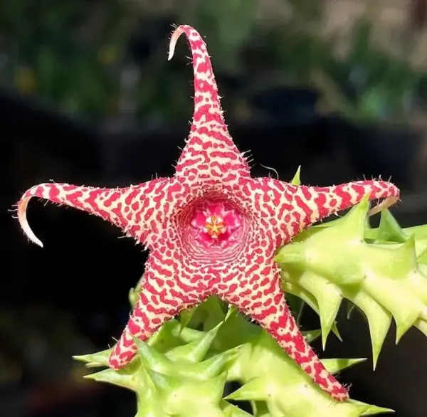 Huerorbea "Gecko's Tail"